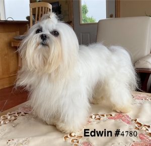 Edwin 4780 Maltese