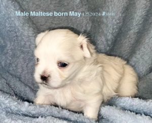Male Maltese pup 9929