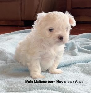 Male Maltese pup 9929