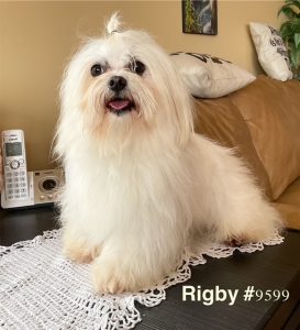 Rigby 9599 Maltese