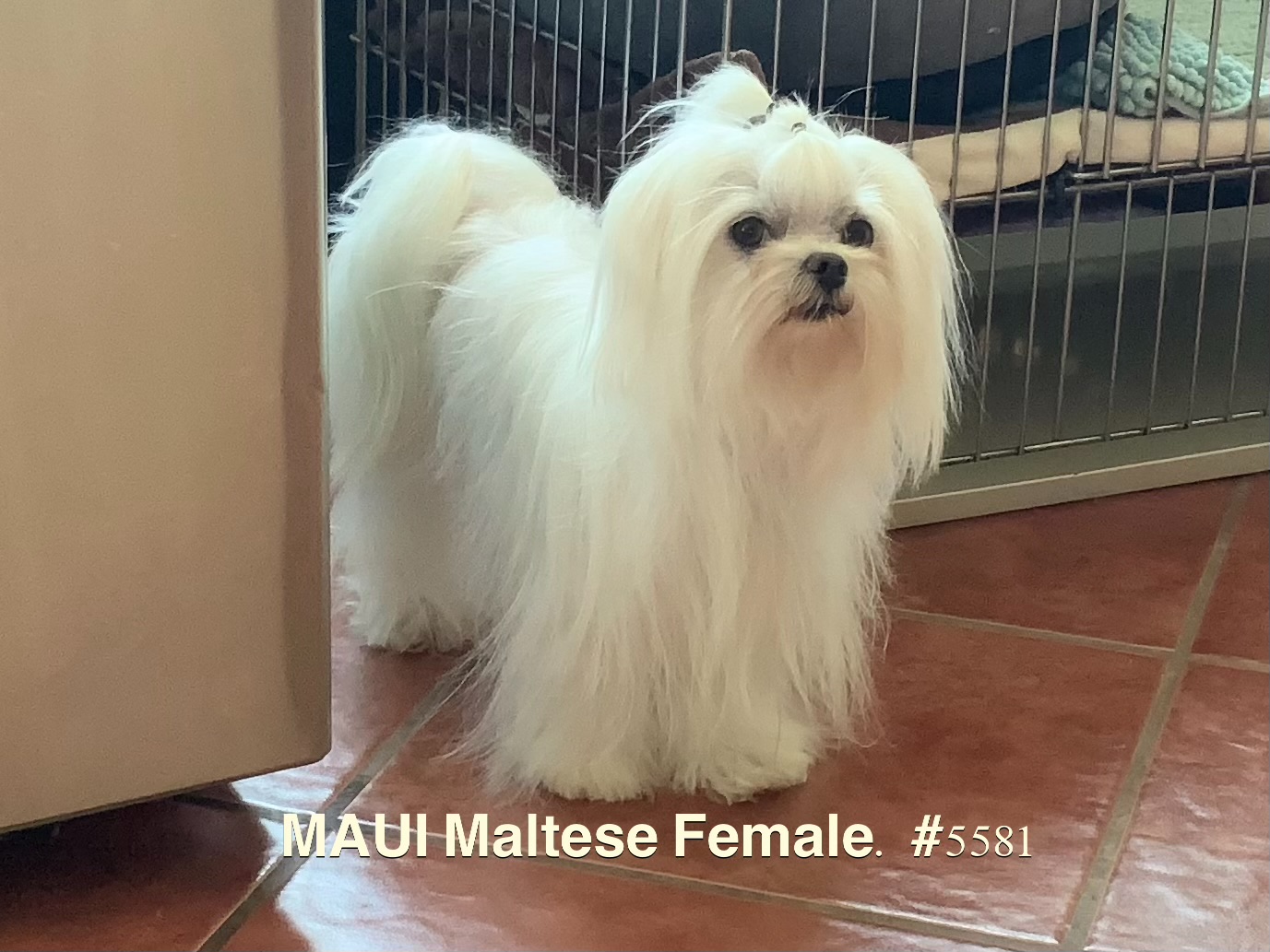 Maui - maltese female 5581