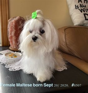 Suko - female maltese 8507