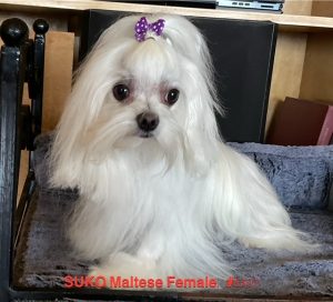 Suko - female maltese 8507