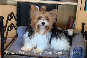Taffy - female biewer 2201