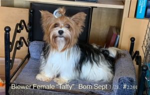 Taffy - female biewer 2201