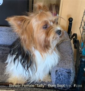 Taffy - female biewer 2201